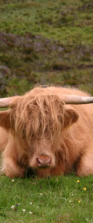 Schottland Sehenswürdigkeiten und Geheimtipps